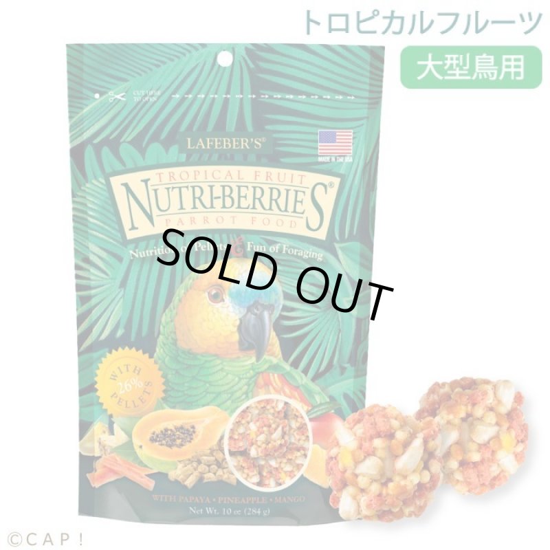 画像1: CAP! 鳥の餌 賞味期限2026/7/22ラフィーバー トロピカルフルーツ パロット(10oz/284g) (1)