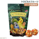 画像1: CAP! 鳥の餌 賞味期限2026/7/15 ラフィーバー トロピカルフルーツ オカメインコ (10oz/284g) (1)