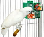 画像1: 【Wyld's Wingdom】フォービッグドローワー　＃114828 (1)