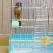 画像2: 【スドー】小鳥ケージ用 ドアストッパー (2)