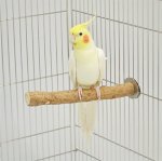 画像3: SANKO ニームのとまり木20 B114 (3)