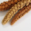画像2: 賞味期限2026/10/31　※農薬不使用栽培【長崎県産】赤粟の穂 100g 2023年産 (2)