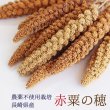 画像1: 賞味期限2026/10/31　※農薬不使用栽培【長崎県産】赤粟の穂 100g 2023年産 (1)