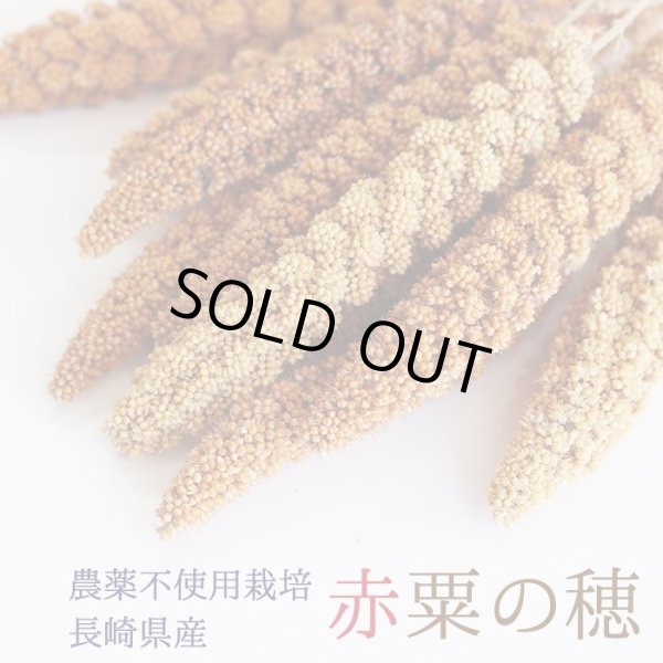 画像1: 賞味期限2026/10/31　※農薬不使用栽培【長崎県産】赤粟の穂 100g 2023年産 (1)