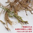画像3: CAP! 鳥の餌 賞味期限2025/10/31【尾田川農園】無選別 農薬不使用栽培 きびの穂 50g 2023年産 ★ (3)