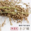 画像1: CAP! 鳥の餌 賞味期限2025/10/31【尾田川農園】無選別 農薬不使用栽培 きびの穂 50g 2023年産 ★ (1)
