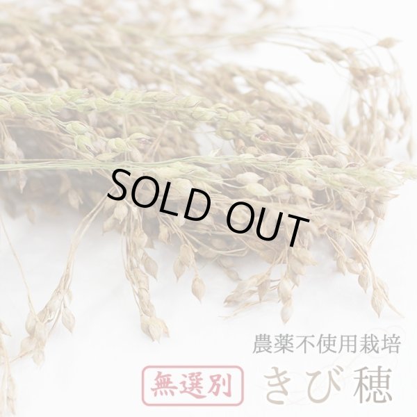 画像1: CAP! 鳥の餌 賞味期限2025/10/31【尾田川農園】無選別 農薬不使用栽培 きびの穂 50g 2023年産 ★ (1)