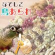 画像1: 【農薬不使用 穂の実詰め合わせ】なでしこ鳥あられ　利休バッグ付き♪ (1)