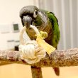 画像3: 【農薬不使用 穂の実詰め合わせ】なでしこ鳥あられ　利休バッグ付き♪ (3)