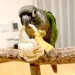 画像3: 【農薬不使用 穂の実詰め合わせ】なでしこ鳥あられ　利休バッグ付き♪ (3)
