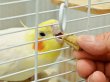 画像3: CAP! 鳥の餌 賞味期限2025/11/30【黒瀬ペットフード】おやつ感覚サプリメント in こ棒 50g (3)