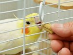 画像3: CAP! 鳥の餌 賞味期限2025/11/30【黒瀬ペットフード】おやつ感覚サプリメント in こ棒 50g (3)