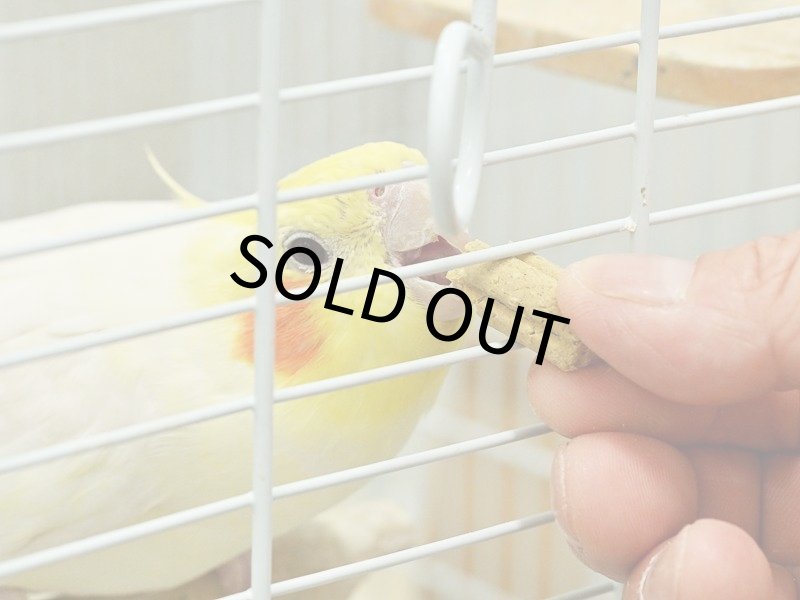 画像3: CAP! 鳥の餌 賞味期限2027/1/31【黒瀬ペットフード】おやつ感覚サプリメント in こ棒 50g (3)