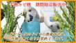 画像3: CAP! 鳥の餌 賞味期限2025/10/31【とりきち横丁】【無農薬】半熟キビ穂 40g【品種ミックス】※ご指定不可※★ (3)