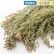画像1: CAP! 鳥の餌 賞味期限2025/10/31【とりきち横丁】【無農薬】半熟キビ穂 40g【品種ミックス】※ご指定不可※★ (1)