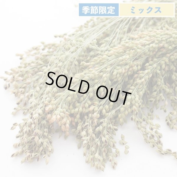 画像1: CAP! 鳥の餌 賞味期限2025/10/31【とりきち横丁】【無農薬】半熟キビ穂 40g【品種ミックス】※ご指定不可※★ (1)
