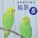 画像1: 【1/2fri20:00〜】セキセイ・マメルリハなどの小型鳥向け♪ 12,000円相当 ※同梱不可・送料込み※おひとり様一点まで※【お正月福袋】Sセット (1)