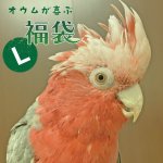画像1: 【1/2fri20:00〜】ヨウム・ボウシインコなどの大型鳥向け♪ 18,000円相当 ※同梱不可・送料込み※【お正月福袋】Lセット (1)