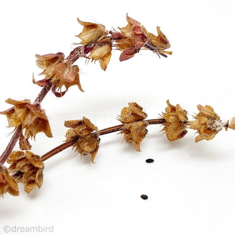 画像2: 農薬・化学肥料不使用のハーブ CAP! 鳥の餌 【ホーリーバジル】フラワースティック※花穂※ 4g <ショート>★ (2)