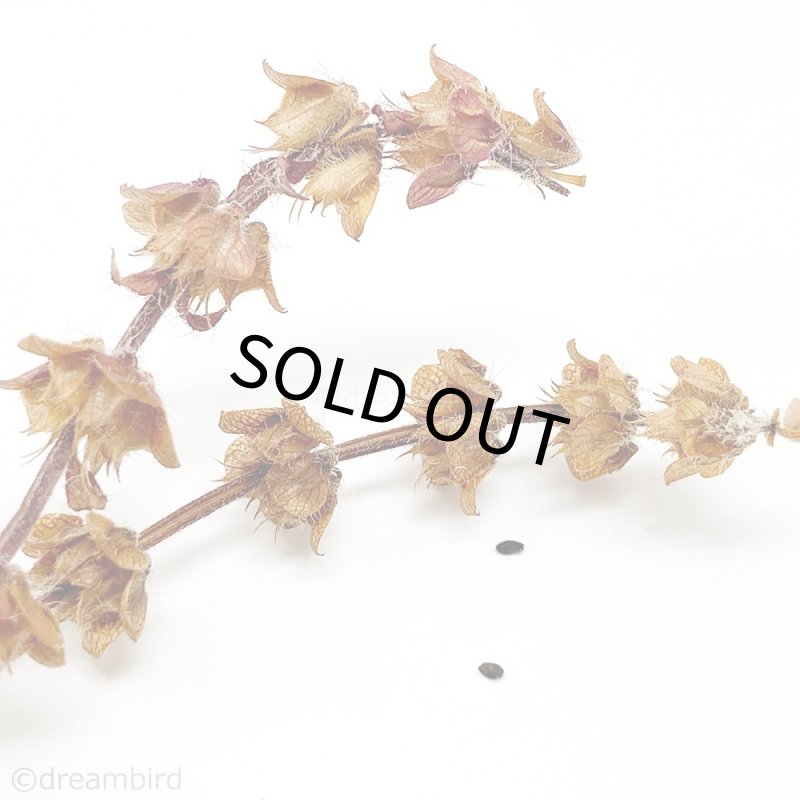 画像2: 農薬・化学肥料不使用のハーブ CAP! 鳥の餌 【ホーリーバジル】フラワースティック※花穂※ 10g ＜ロング＞★ (2)