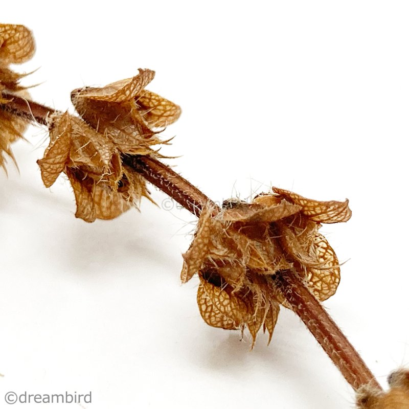 画像3: 農薬・化学肥料不使用のハーブ CAP! 鳥の餌 【ホーリーバジル】フラワースティック※花穂※ 4g <ショート>★ (3)