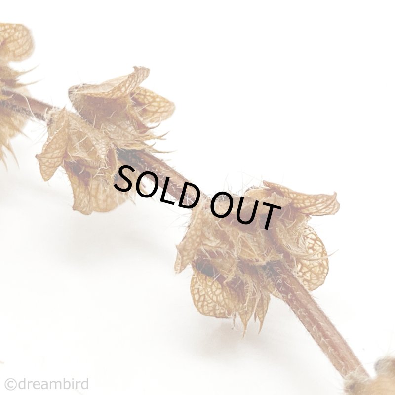 画像3: 農薬・化学肥料不使用のハーブ CAP! 鳥の餌 【ホーリーバジル】フラワースティック※花穂※ 10g ＜ロング＞★ (3)