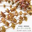 画像1: CAP! 農薬・化学肥料不使用のハーブ 【ホーリーバジル】フラワースティック　※花穂※★ (1)