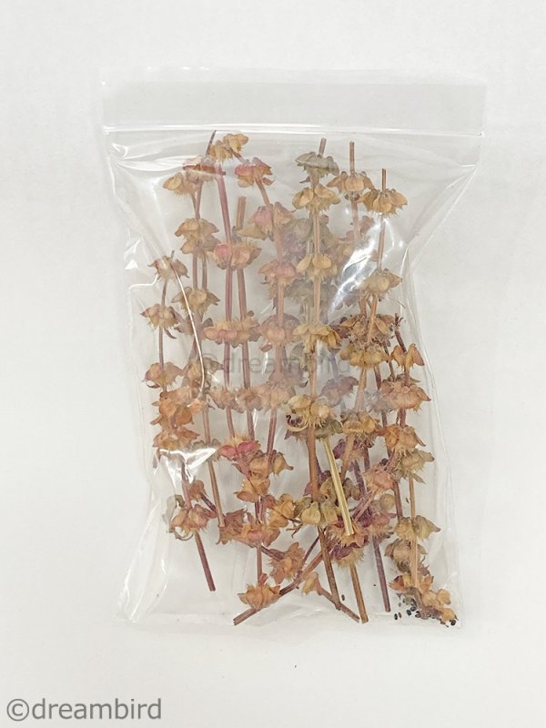 画像4: 農薬・化学肥料不使用のハーブ CAP! 鳥の餌 【ホーリーバジル】フラワースティック※花穂※ 4g <ショート>★ (4)