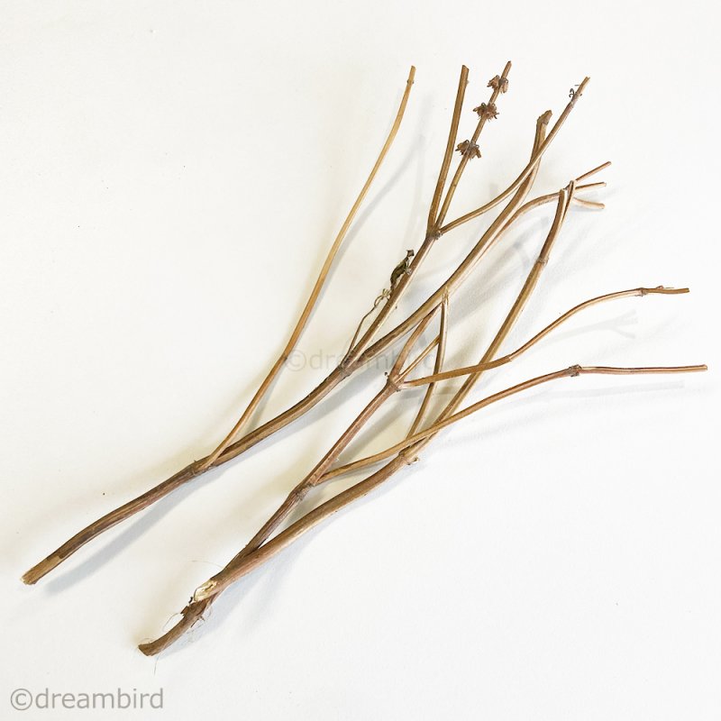 画像2: CAP! 農薬・化学肥料不使用のハーブ 【ホーリーバジル】カリカリスティック ※枝※★ (2)