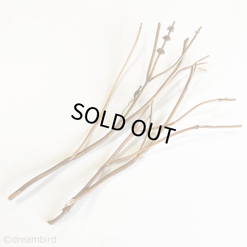 画像2: CAP! 農薬・化学肥料不使用のハーブ 【ホーリーバジル】カリカリスティック　※枝※★ (2)