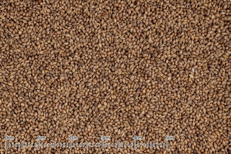 画像2: CAP! 鳥の餌 賞味期限2026/3/31【黒瀬ペットフード】自然派宣言フォニオパディ 30g ※小袋※ (2)