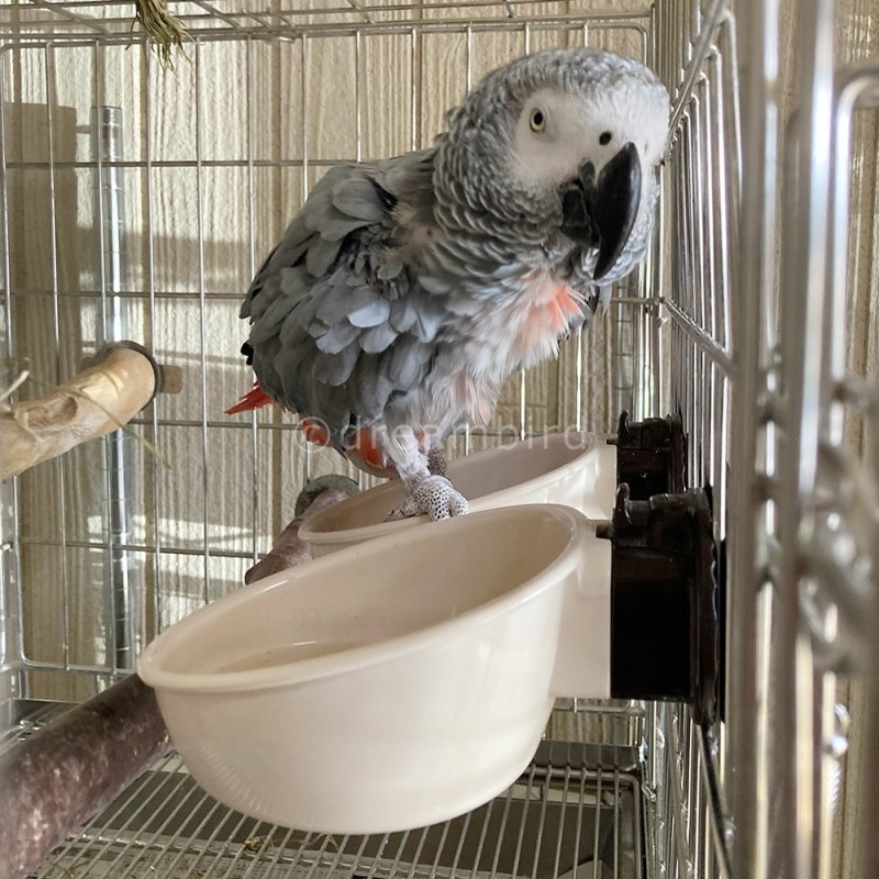 画像4: 【お取り寄せ可】固定式エサ入れ 【マルカン】DP-317ロックフィーダー取付け簡単 S (4)