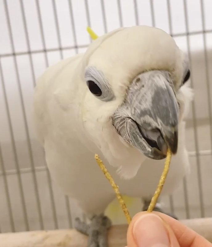 画像3: 手から食べさせるペレット CAP! 鳥の餌 賞味期限2027/6/30【BIRDMORE】小枝ペレットBRANCHES (ブランチーズ)15g　お試し用 /乳酸菌入り フィンチ〜小大型インコ・オウム用 (3)