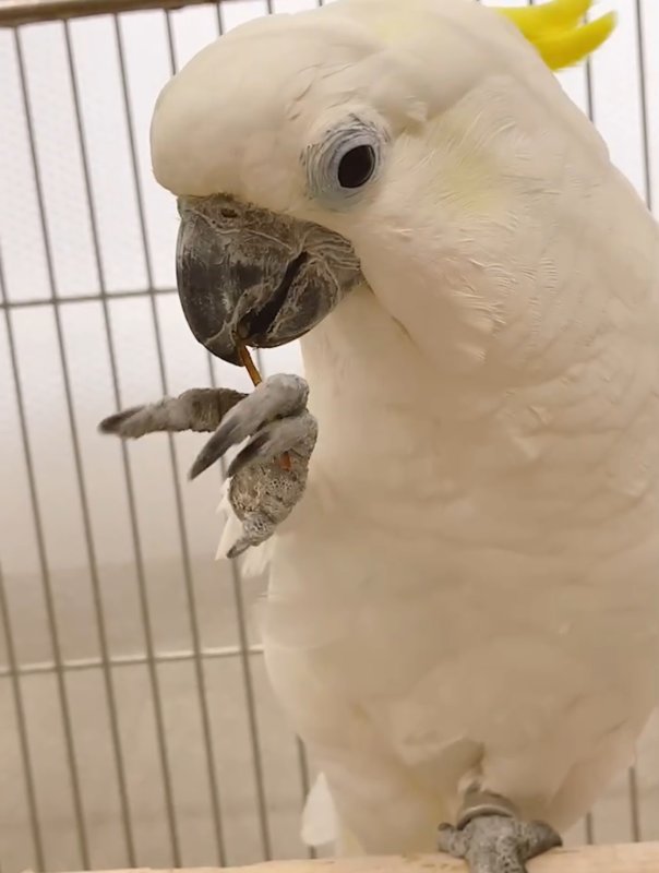 画像4: 手から食べさせるペレット CAP! 鳥の餌 賞味期限2027/6/30【BIRDMORE】小枝ペレットBRANCHES (ブランチーズ)15g　お試し用 /乳酸菌入り フィンチ〜小大型インコ・オウム用 (4)