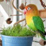 画像3: CAP! 鳥の餌 賞味期限2027/1/31【とりきち横丁】SPERLI社 育てるインコ草 20g 88102 ZiERVOGELGRAS★ (3)