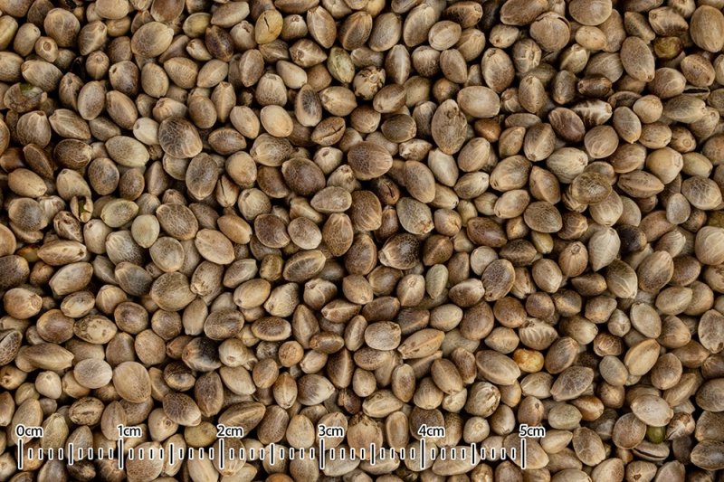 画像2: CAP! 鳥の餌 賞味期限2026/12/31【黒瀬ペットフード】自然派宣言 フランス産麻の実 40g (2)