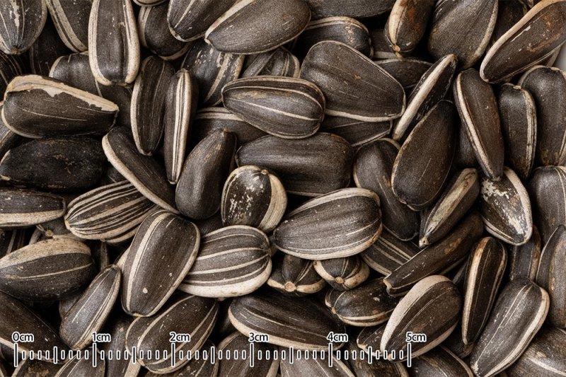 画像2: CAP! 鳥の餌 賞味期限2026/12/31【黒瀬ペットフード】とれたてＭＯＧＵＭＯＧＵらんど ヒマワリ 500g (2)