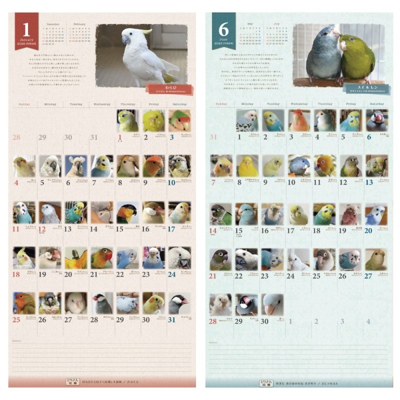 画像2: 2026年版365days... 鳥どりカレンダー ＜壁掛け＞★ (2)