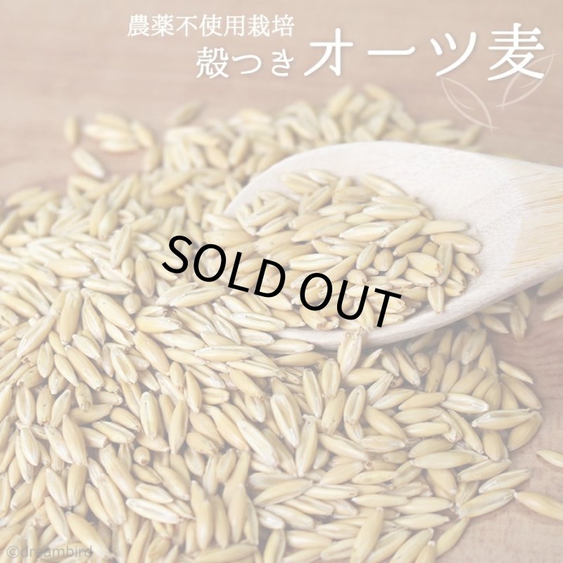 画像1: CAP! 鳥の餌 賞味期限2027/12/31※MO300※【農薬不使用栽培】殻つきオーツ麦 300g★ (1)