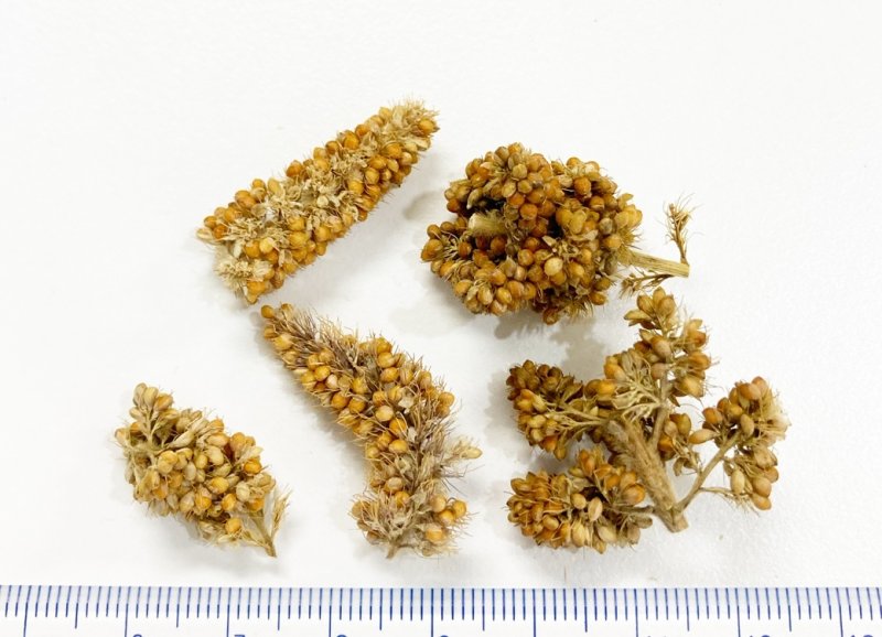 画像2: 賞味期限2027/4/30農薬不使用栽培【長崎県産】カット赤粟の穂 30g 2024年産 KA30★ (2)