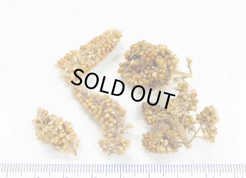 画像2: 賞味期限2027/8/31農薬不使用栽培【長崎県産】カット赤粟の穂 30g 2024年産 KA30★ (2)