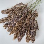 画像3: CAP! 鳥の餌【熊本県産】LNH50 有機JAS認定品 【極】ひえの穂 50g 2025年産 ★ (3)