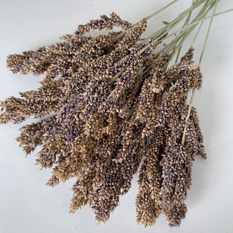 画像3: CAP! 鳥の餌　賞味期限2027/6/30【熊本県産】LNH50 有機JAS認定品 【極】ひえの穂 50g 2025年産 ★ (3)