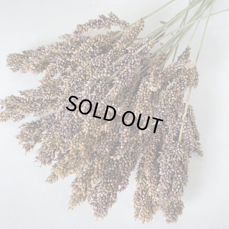 画像3: CAP! 鳥の餌【熊本県産】LNH50 有機JAS認定品 【極】ひえの穂 50g 2025年産 ★ (3)