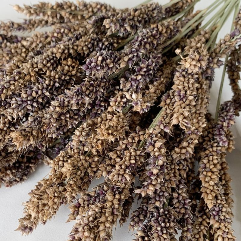 画像2: CAP! 鳥の餌　賞味期限2027/6/30【熊本県産】LNH50 有機JAS認定品 【極】ひえの穂 50g 2025年産 ★ (2)