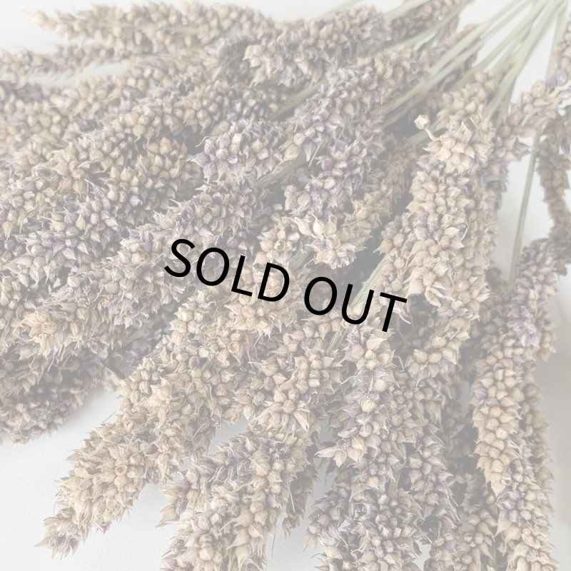 画像2: CAP! 鳥の餌【熊本県産】LNH50 有機JAS認定品 【極】ひえの穂 50g 2025年産 ★ (2)