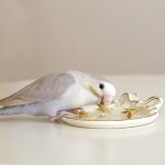 画像6: CAP! 鳥の餌 賞味期限2027/7/31【BIRDMORE】【バードモアファーム】笠つきオーツ麦 50g 2025年産（農薬・化学肥料不使用) 埼玉県産 (6)