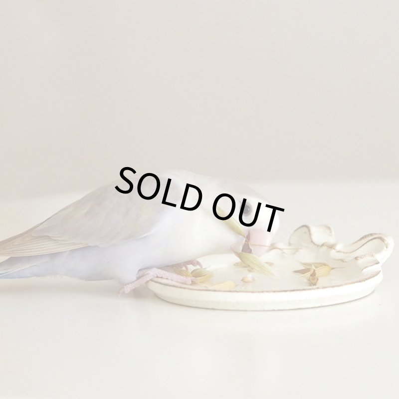 画像6: CAP! 鳥の餌 賞味期限2027/7/31【BIRDMORE】【バードモアファーム】笠つきオーツ麦 50g 2025年産（農薬・化学肥料不使用) 埼玉県産 (6)