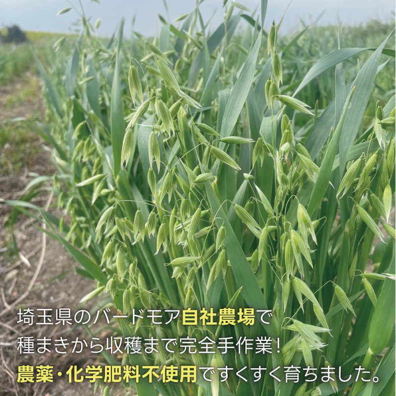 画像5: CAP! 鳥の餌 賞味期限2027/7/31【BIRDMORE】【バードモアファーム】オーツ麦の穂 50g 2025年産（農薬・化学肥料不使用）埼玉県産 脱酸素パッケージ (5)