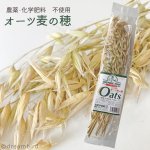 画像1: CAP! 鳥の餌 賞味期限2027/7/31【BIRDMORE】【バードモアファーム】オーツ麦の穂 50g 2025年産（農薬・化学肥料不使用）埼玉県産 脱酸素パッケージ (1)